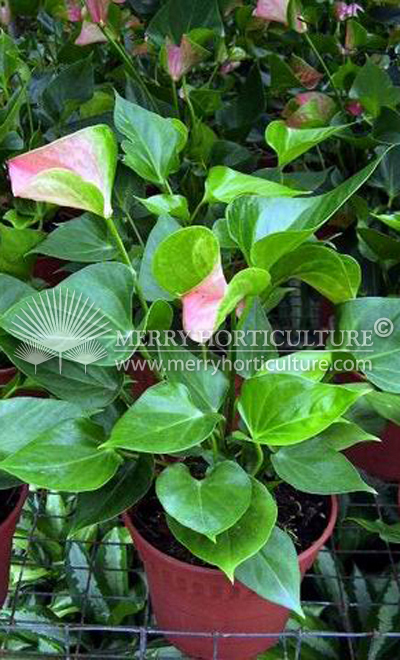 Anthurium pink champion
